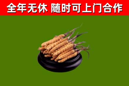 沭阳县回收散虫草