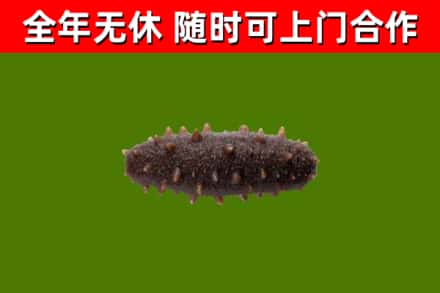 沭阳县回收海参干